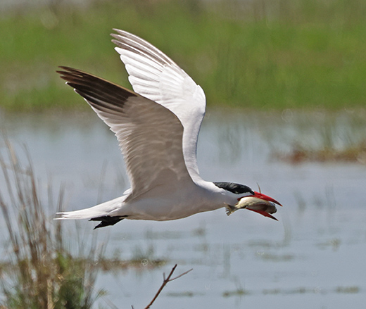 Caspian Tern with fish